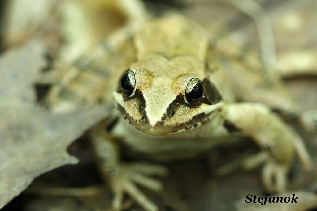 Identificazione Rana - Rana dalmatina